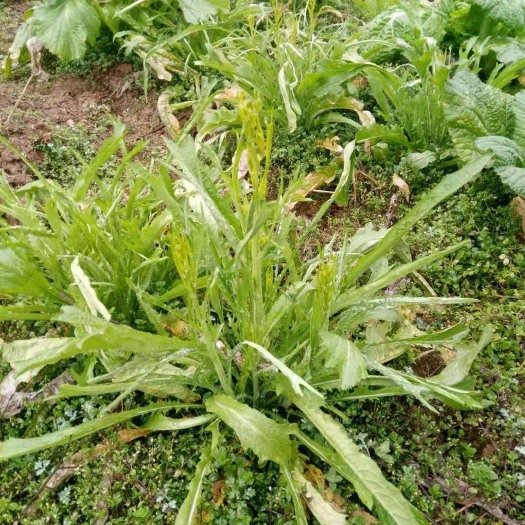 油菜苔 10cm以上 