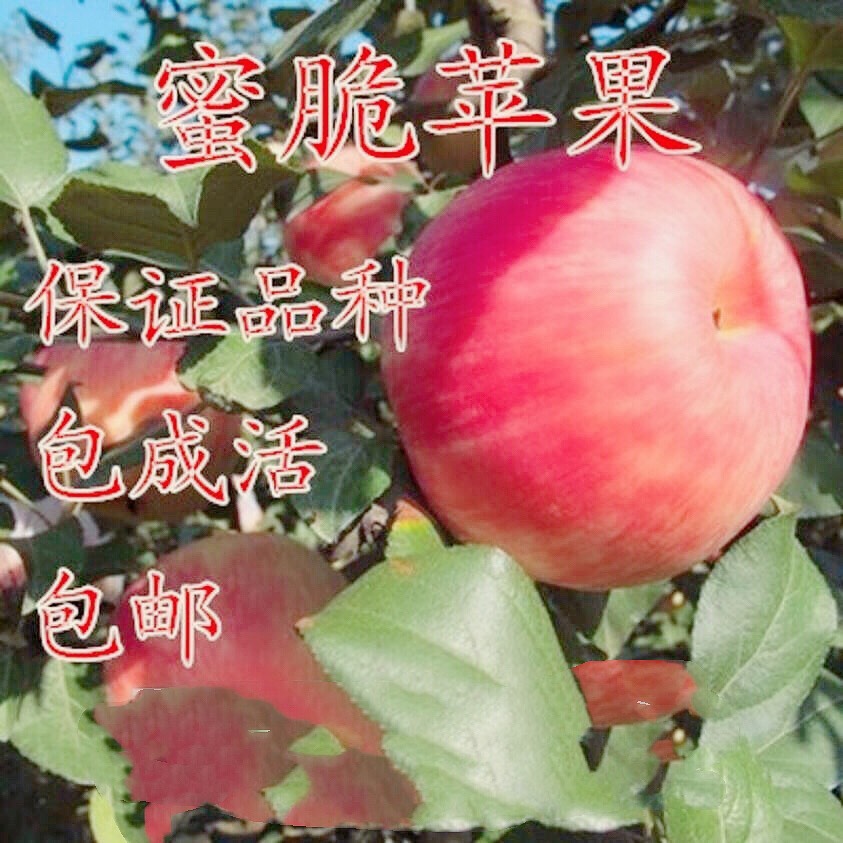 平邑县红富士苹果苗 1~1.5米 