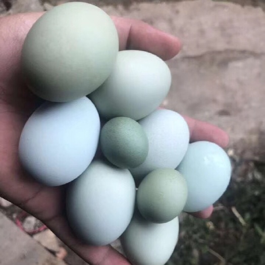 深圳绿壳鸡蛋 食用 箱装 