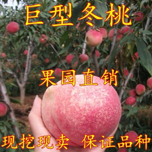 冬桃苗 1.5~2.0米 