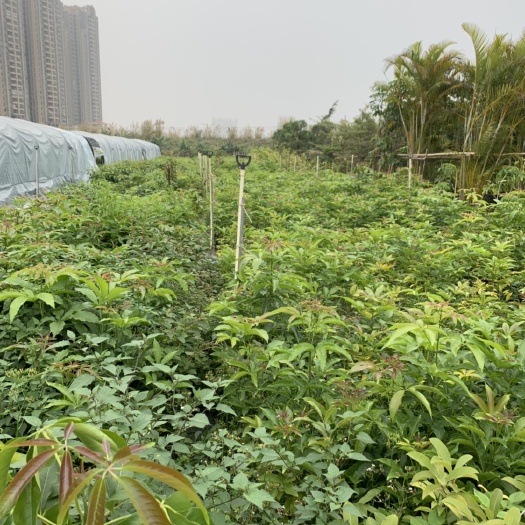佛山白柿苗