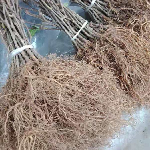 苍溪县猕猴桃实生苗 实生苗 