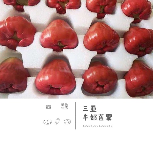 海口有机牛奶莲雾 7-9cm 