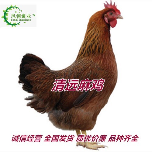 南宁清远2号麻鸡苗 