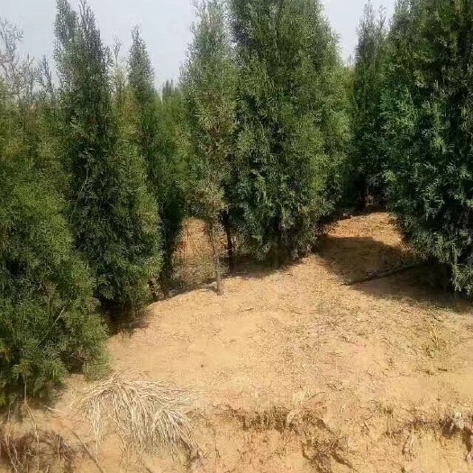 莒南县侧柏苗 
