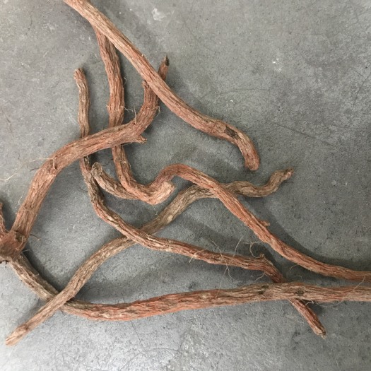 绵阳丹参 