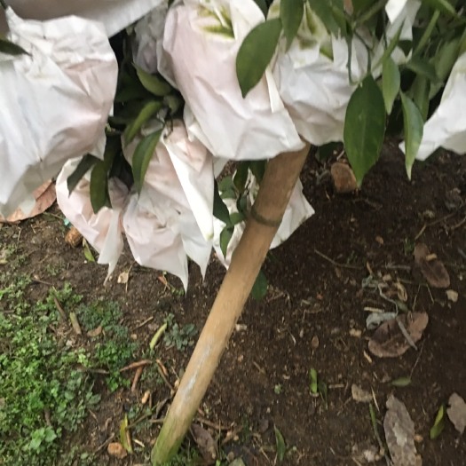 眉山耙耙柑 6.5 - 7cm 2 - 3两 