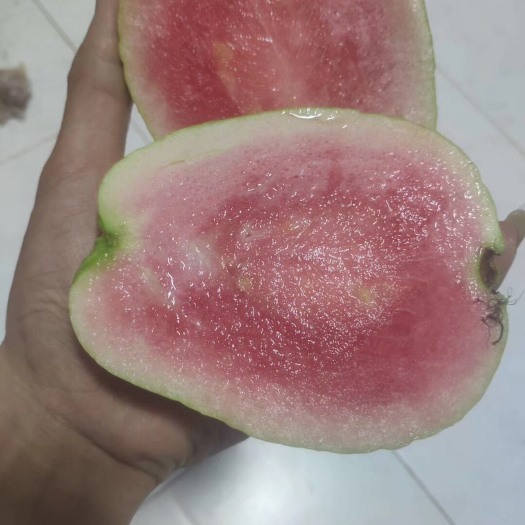 惠州红宝石番石榴