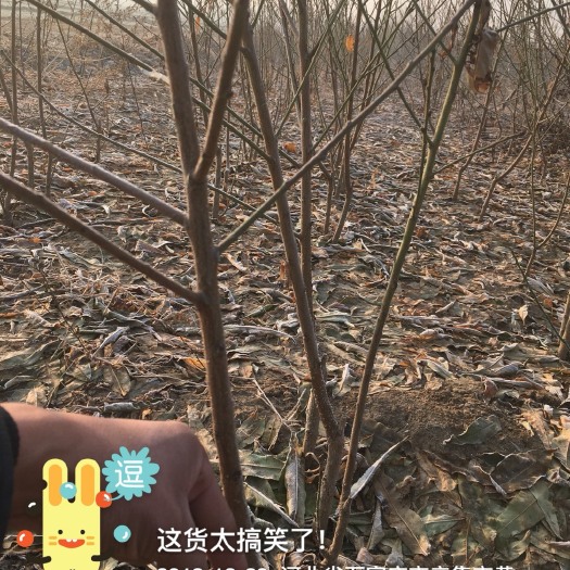 辛集市油蟠桃苗 1~1.5米 