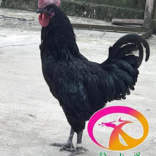 昆明乌鸡苗 公