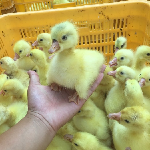淮安四季鹅苗 