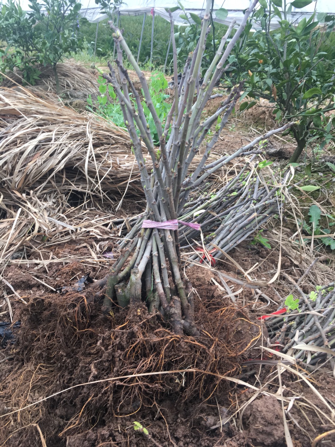 波姬红无花果苗  【热销】玻姬红无花果苗南北种植规格大根系旺