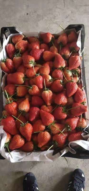 大连有机草莓 20克以上 
