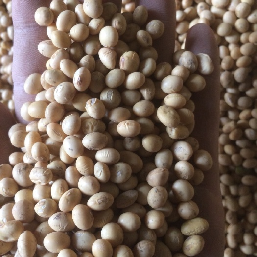 沙洋县小粒黄豆 1等品 生大豆 