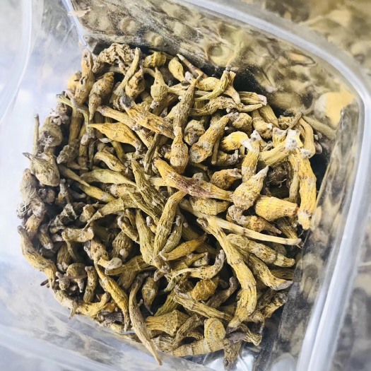 勐腊县金石斛 