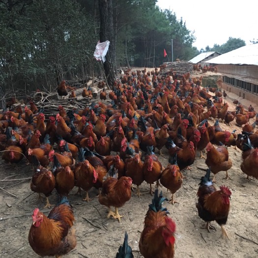 贺州土鸡 6-7斤 活体发货 公鸡