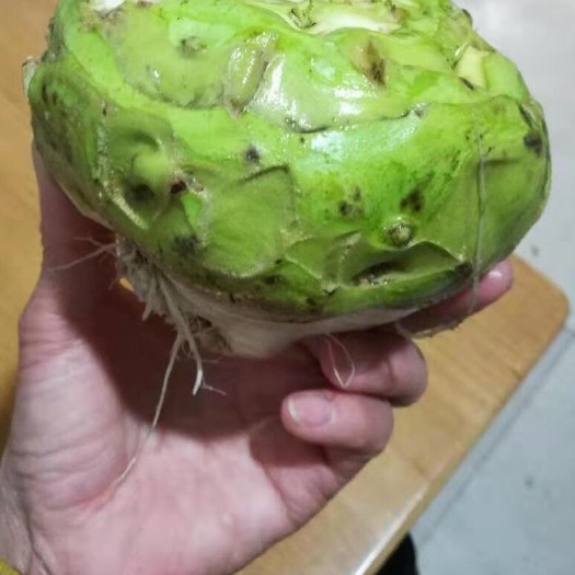 禹州市芥菜头 
