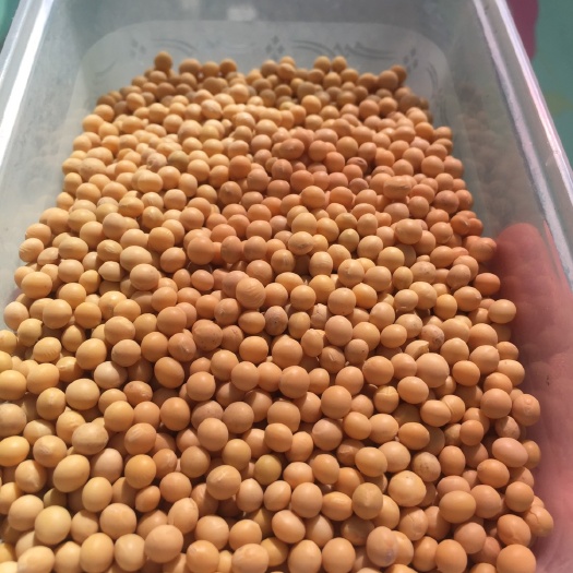 萝北县小粒黄豆 生大豆 1等品 