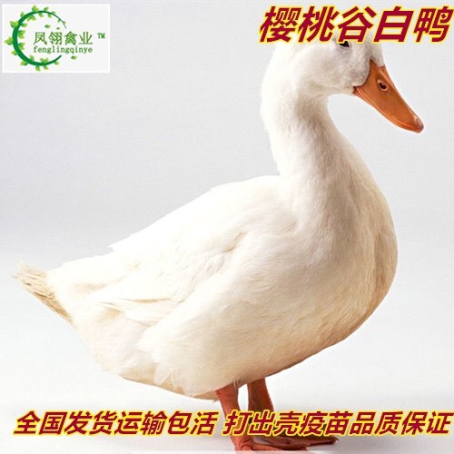 东兴市白鸭苗 