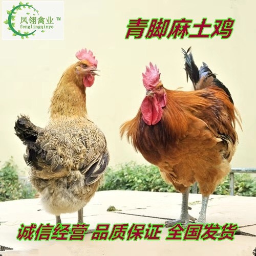 东兴市青脚土鸡苗 