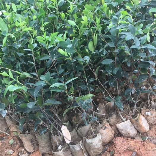 灵山县油茶苗