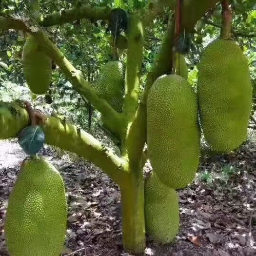 万宁市海南菠萝蜜