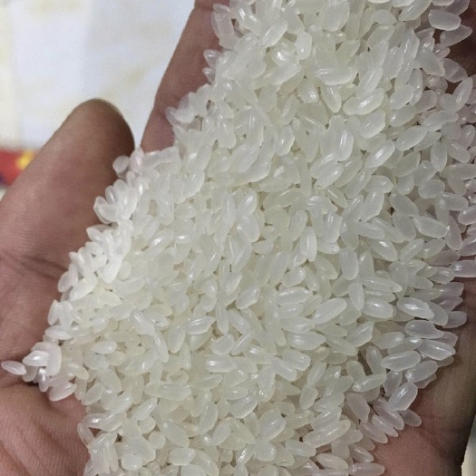 唐山长粒香米珍珠米 一等品 一季稻 粳米 