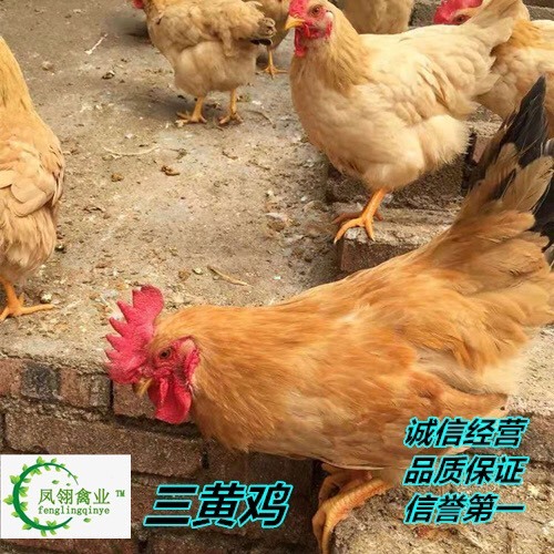 南宁三黄鸡苗 