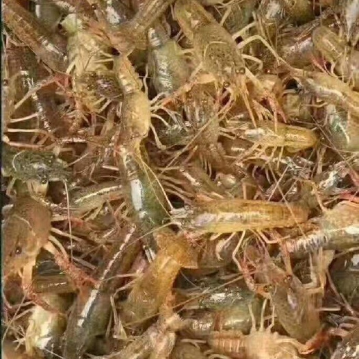 灌云县小龙虾苗 