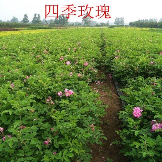 沭阳县 四季玫瑰