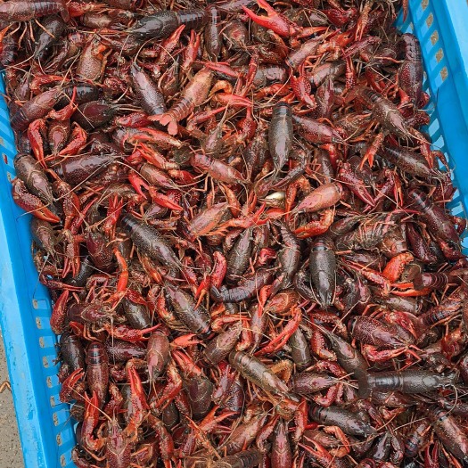 灌云县红壳小龙虾 5-7钱 人工养殖 