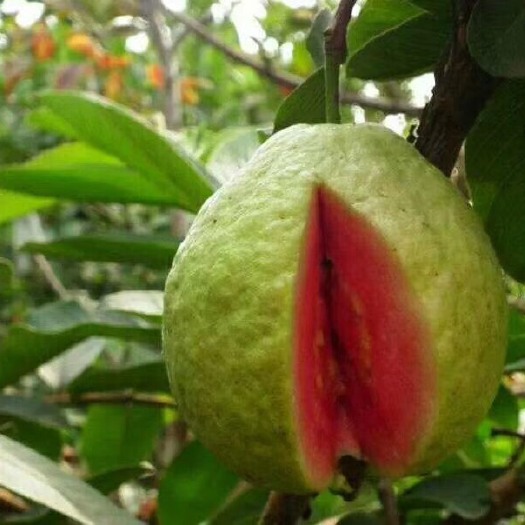 南宁红心芭乐番石榴苗 