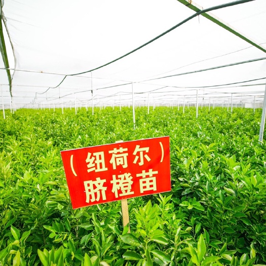 钟山县脐橙树苗 脱毒 网棚育苗