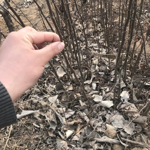 泰安大红袍花椒苗 