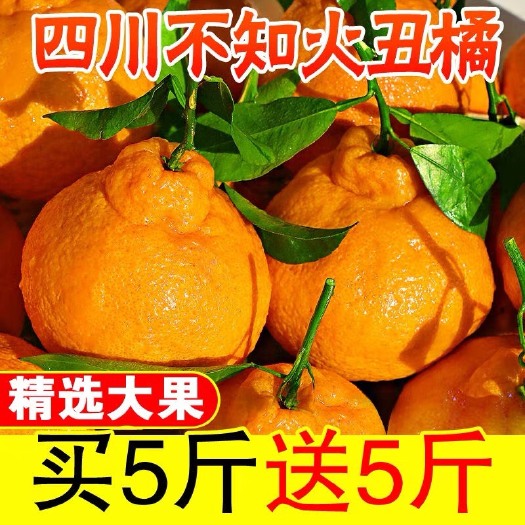自贡不知火 6 - 6.5cm 2 - 3两