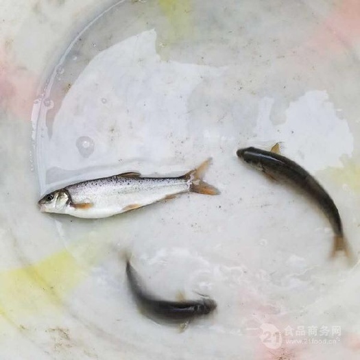 富顺县 裂腹鱼细鳞鱼鱼苗冷水鱼淡水养殖食用鱼苗