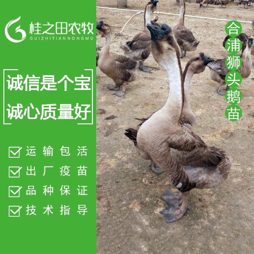 南宁狮头鹅苗零售5只起发 黑脚狮头鹅 厂家直销 提供疫苗养殖技术