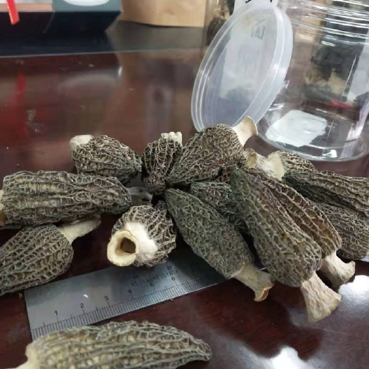 苍溪县 头茬羊肚菌