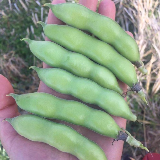 永胜县新鲜蚕豆 