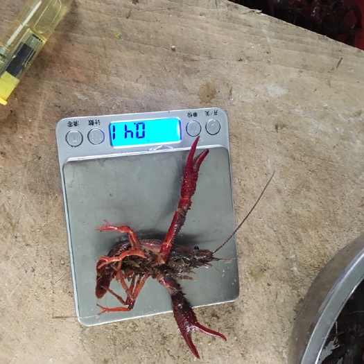 丰县清水小龙虾 4-6钱 塘虾 