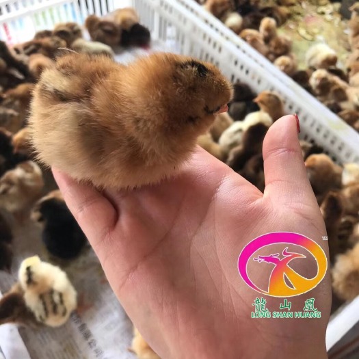 隆回县麻羽高产绿壳蛋鸡苗 统货