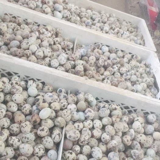 迁西县土鹌鹑蛋 箱装 食用 