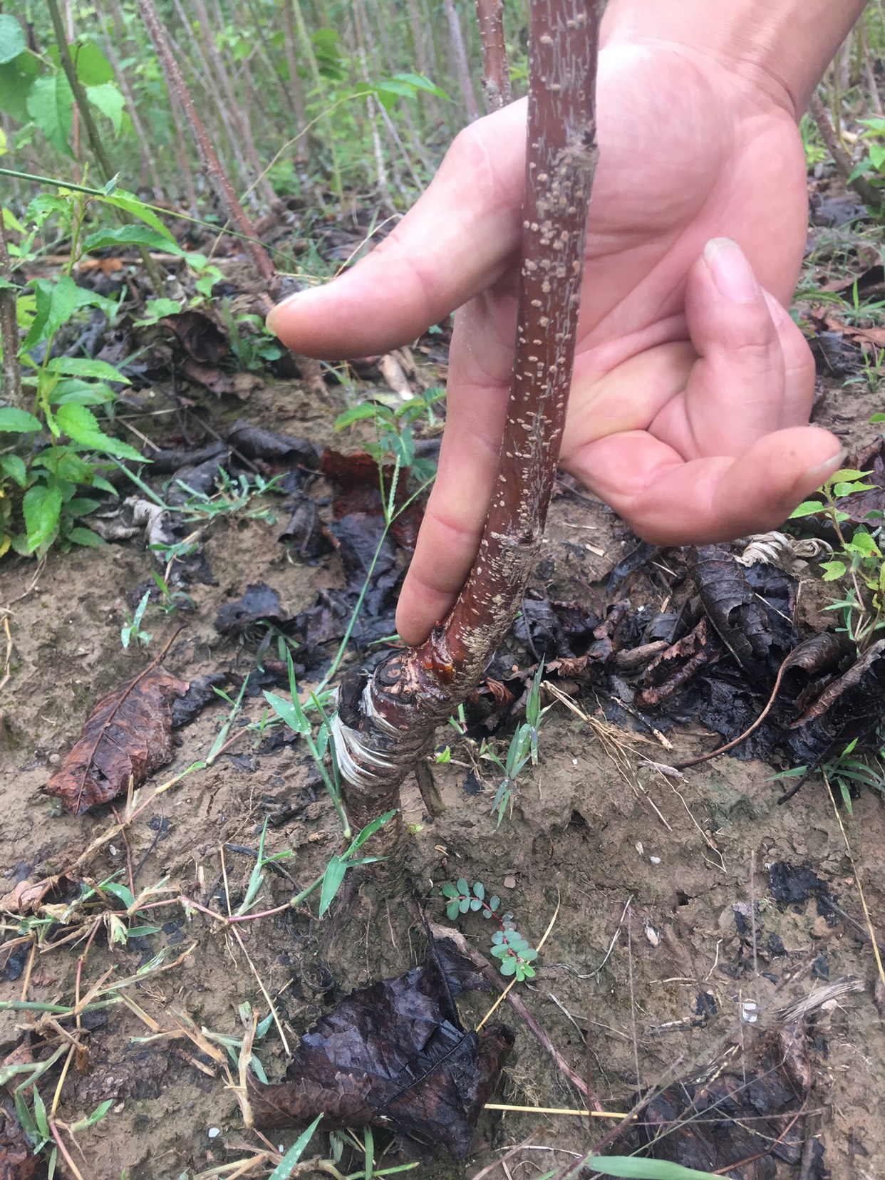 红灯樱桃苗 大樱桃，嫁接苗，包成活，死苗免费补发