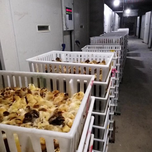 上海土鸡苗 统货