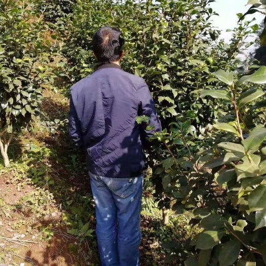 昭通茶花树 10cm以下 