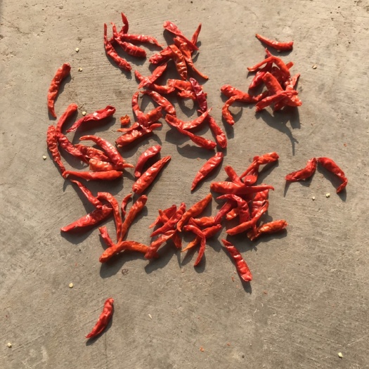 亳州艳红辣椒 特辣 5cm以下 红色 