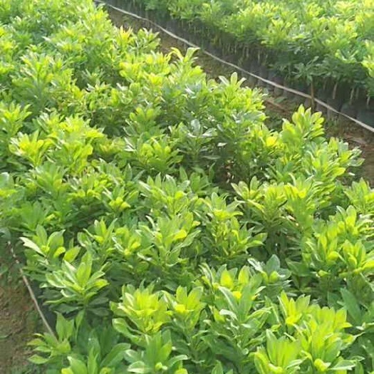 漳州东槐杨梅苗 