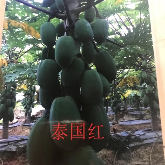 广州红心木瓜苗  