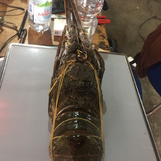 福州小青龙虾 