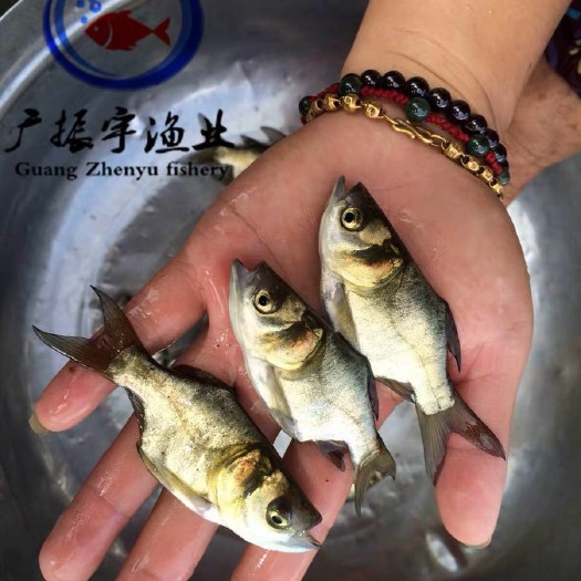 博罗县缩骨大头鱼苗 统货